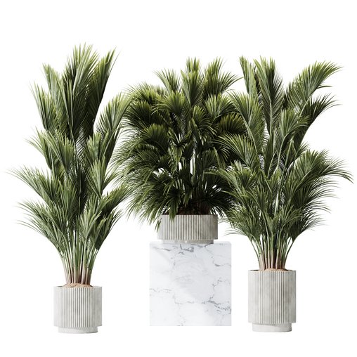 HQ Plants Areca Majesty Cat Reed Palm Set05