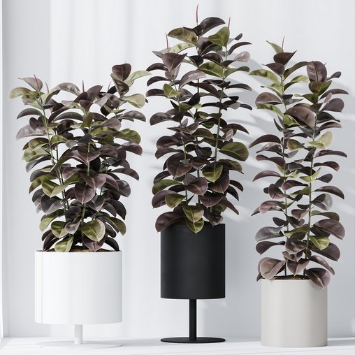 HQ HousePlants Rubber Ficus Elastica Abidjan Melany