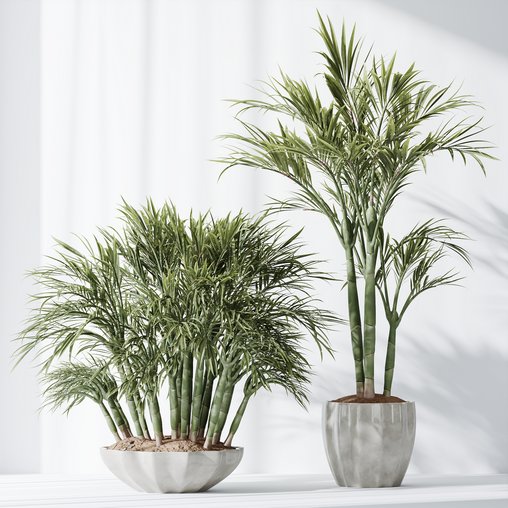 HQ Plants Areca Majesty Cat Reed Palm Set03