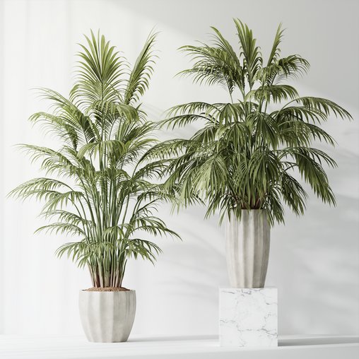 HQ Plants Areca Majesty Cat Reed Palm Set02