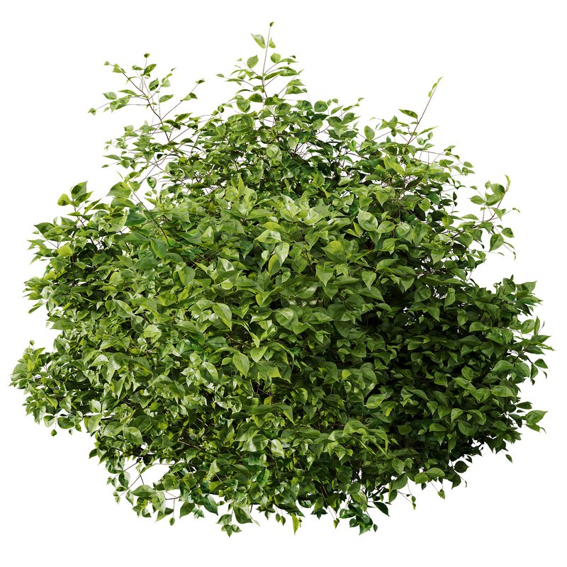 10 different bush 3d model Buy Download 3dbrute