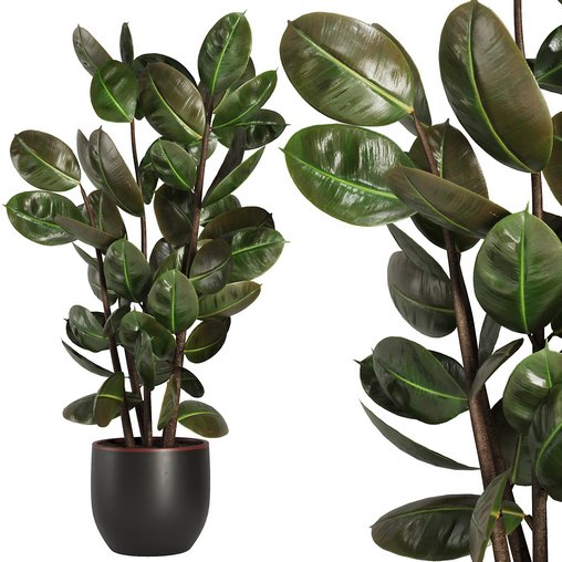 Indoor Plant Set44