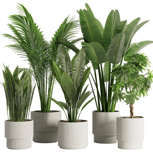 Indoor Plant Set45 3d model Buy Download 3dbrute