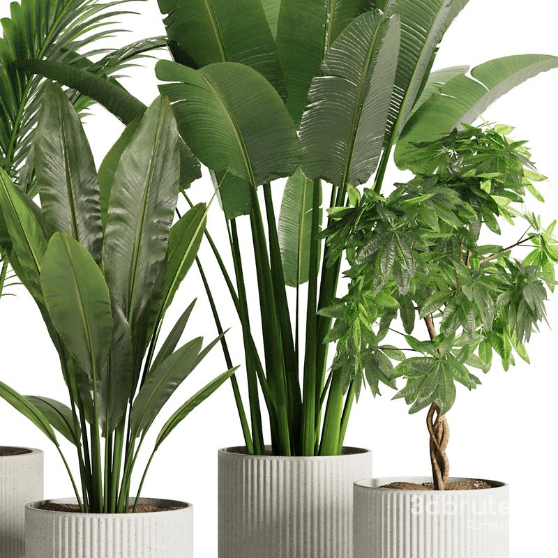 Indoor Plant Set45 3d model Buy Download 3dbrute