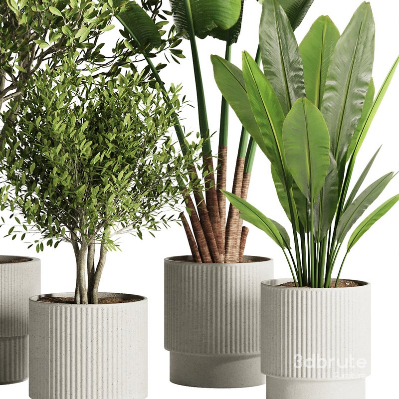 Indoor Plant Set46 3d model Buy Download 3dbrute