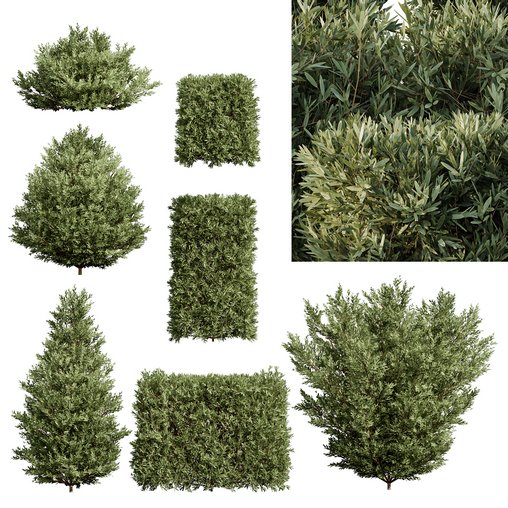 Montra Olive Bush-7 different bush