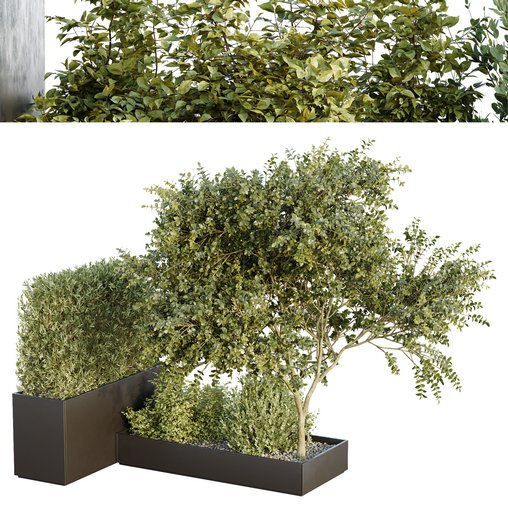 HQ Tree and bush garden box outdoor VOL 34