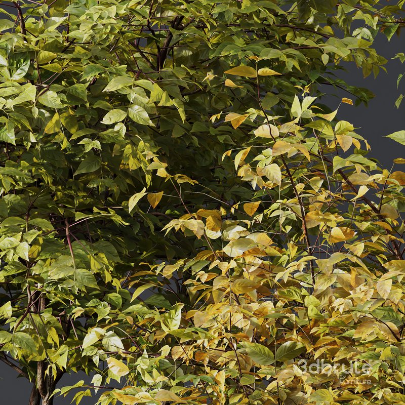 fall bush-6 different bush 3d model Buy Download 3dbrute