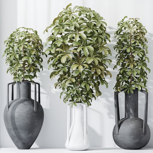 HQ HousePlants Schefflera Arboricola Umbrella Set04