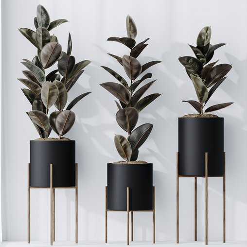 HQ HousePlants Rubber Ficus Elastica Abidjan Melany Set08