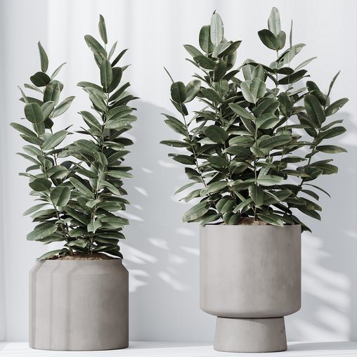 HousePlants Rubber Ficus Elastica Abidjan Melany Set02