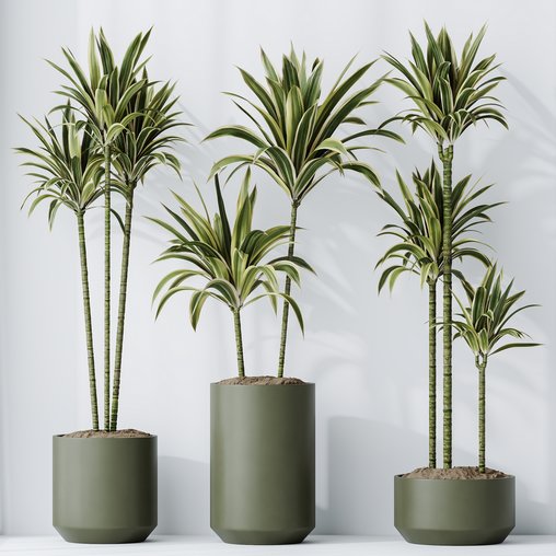 HousePlants Dracaena Warneckii Lemon Lime Cane Dragon Set02