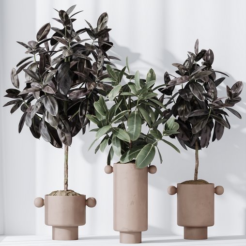 HQ HousePlants Rubber Ficus Elastica Abidjan Melany Set05