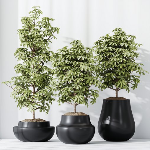 HQ HousePlants Schefflera Arboricola Umbrella Set03