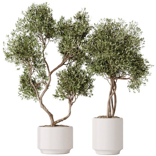 HousePlants Olive Artificial Olivo Olea Tree Set02