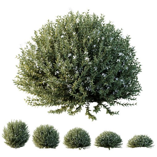 Plants Gray Box Westringia Fruticosa Coastal Rosemary Flower Set02