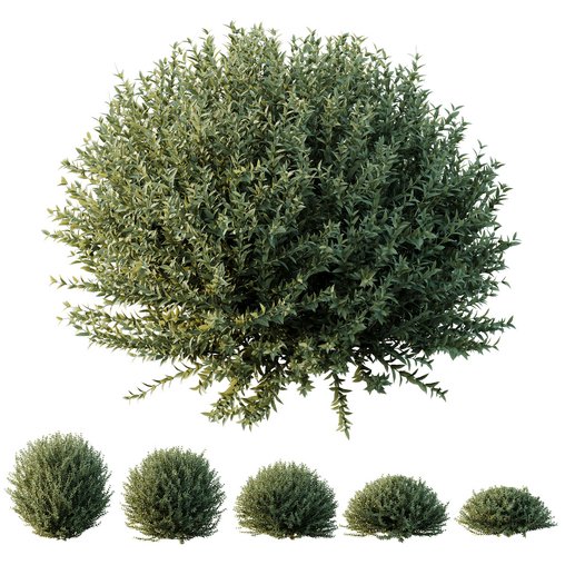 HQ Plants Gray Box Westringia Fruticosa Coastal Rosemary Set02