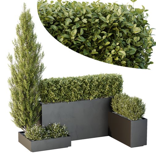 HQ Tree and bush garden box outdoor VOL 49