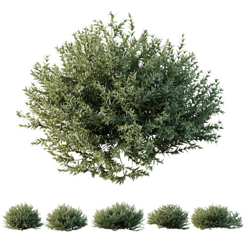 HQ Plants Gray Box Westringia Fruticosa Coastal Rosemary