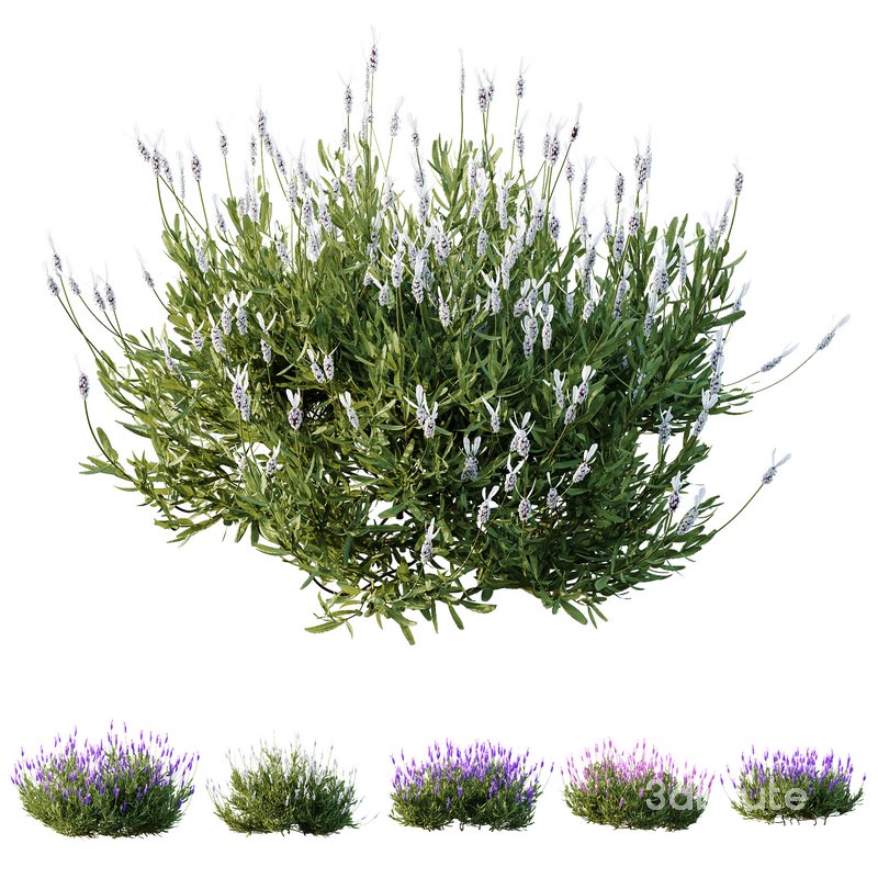 Plants Lavandula Pedunculata Atlantica Stoechas Subpedunculata 3d model ...