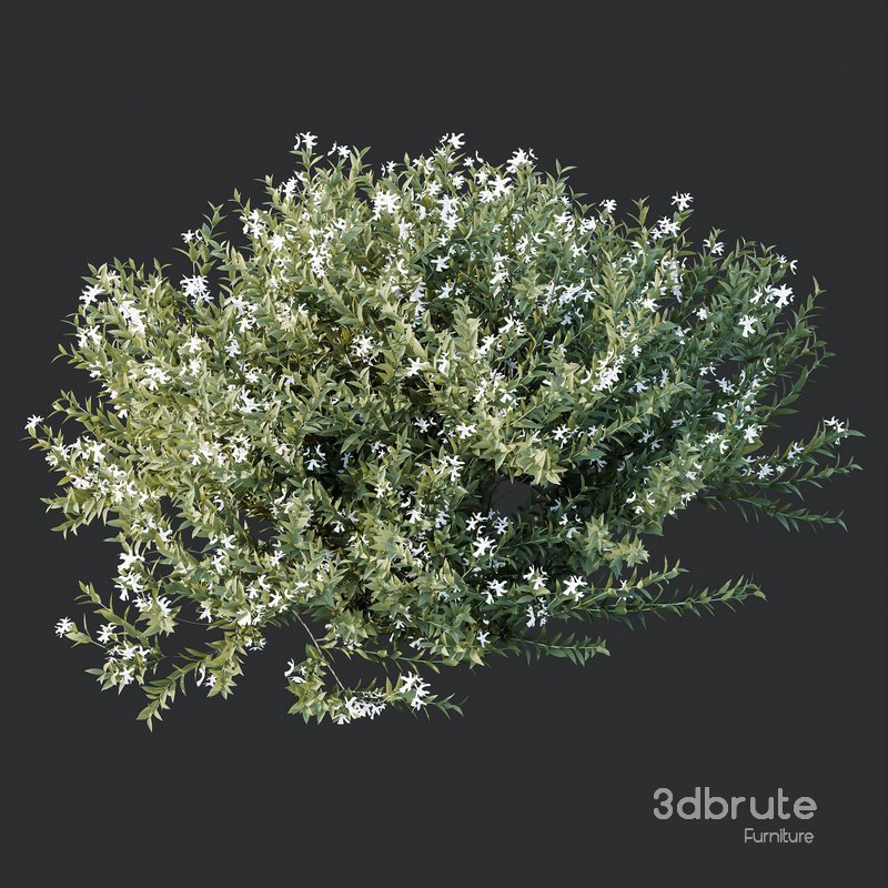 HQ Plants Gray Box Westringia Fruticosa Coastal Rosemary Flower 3d ...