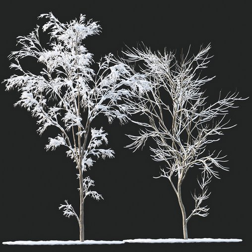 Winter Snow Tree 01