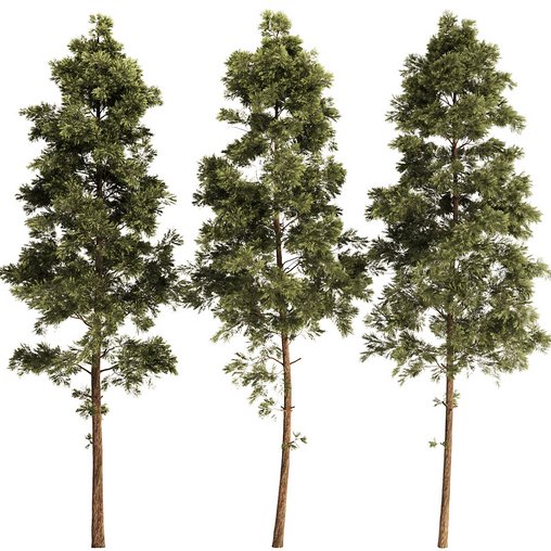 pine tree set