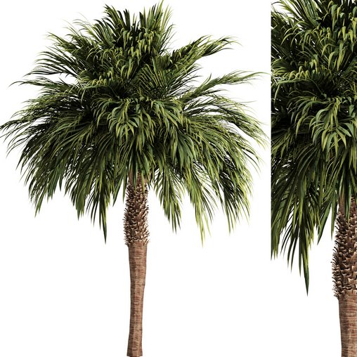 Palm tree3