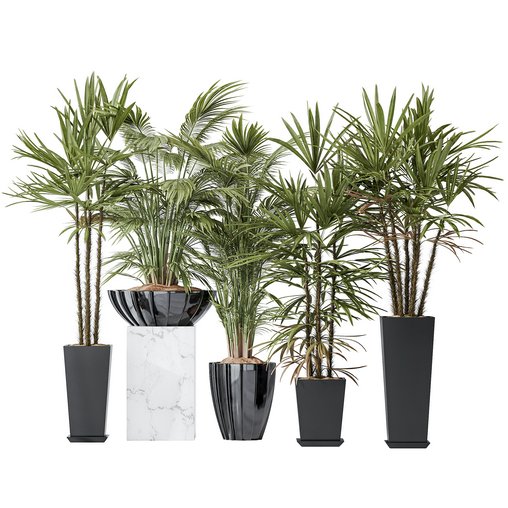 Areca Majesty Cat Reed Palm and Rhapis Excelsa Lady Palm vases