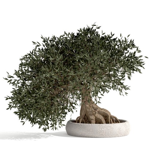 bonsai indoor plant set 03 3D model