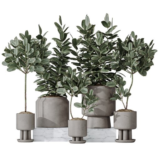 Rubber Ficus Elastica Abidjan Melany vases