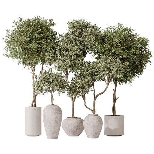 Artificial Olivo Olea Tree Indoor Vase