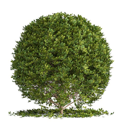 Boxwood ball