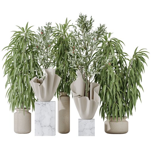 Maclellandii Braid and Mission Olive Tree Indoor Vase