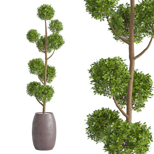 Junipers in sepia Duo ceramic planters