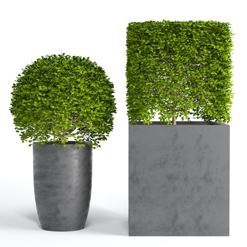 Potted Topiary Buxus 01