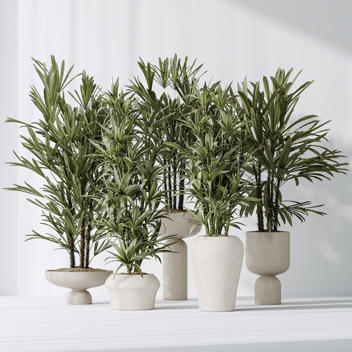 Dracaena Warneckii Lemon and Rhapis Excelsa vases