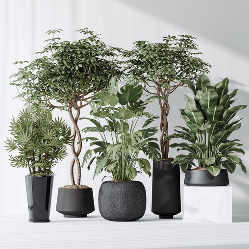 Indoor plant set 04