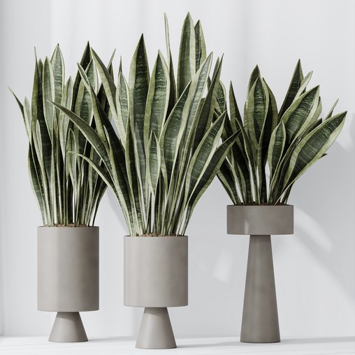 HousePlants Snake Green Sansevieria Trifasciata Laurentii Rubia