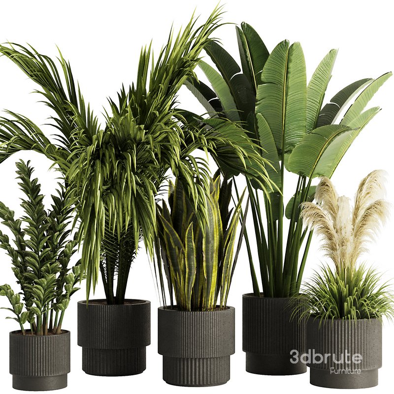 Indoor Plant Set54 3d model Buy Download 3dbrute