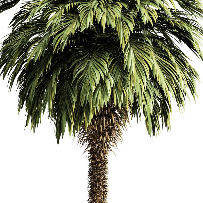 Palm tree5 3d model Buy Download 3dbrute