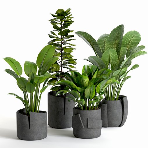 plant collection-set1