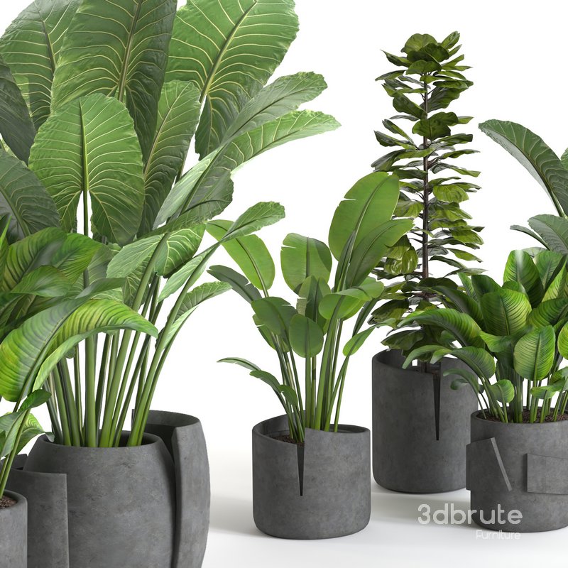 plant collection-set1 3d model Buy Download 3dbrute