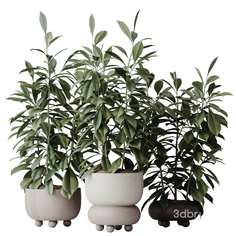 HQ HousePlants Ficus Cyathistipula African Fig Set02