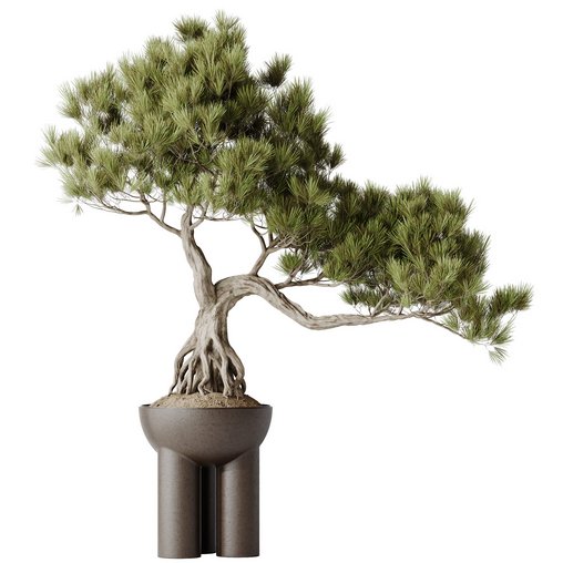 HQ HousePlants Bonsai Pinus Pentaphylla Thunbergii11