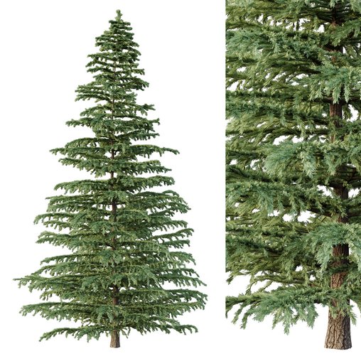 Cedrus deodara04