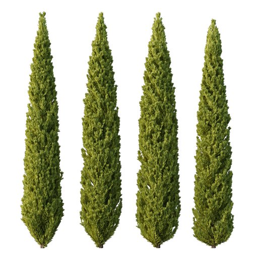 Cedrus deodara13