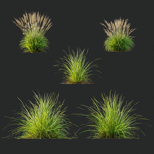 Grass 03