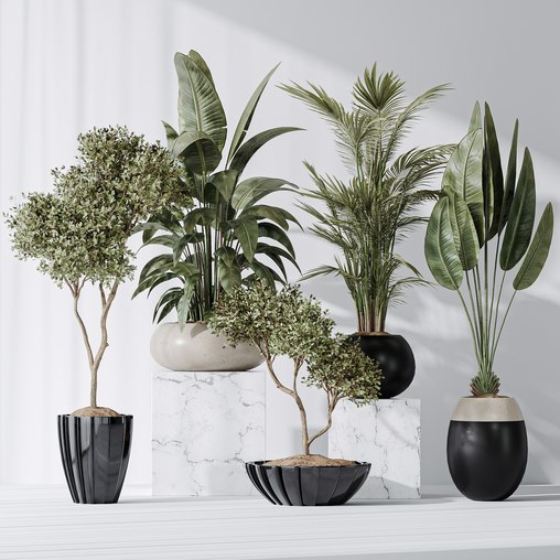 Indoor plant set 10