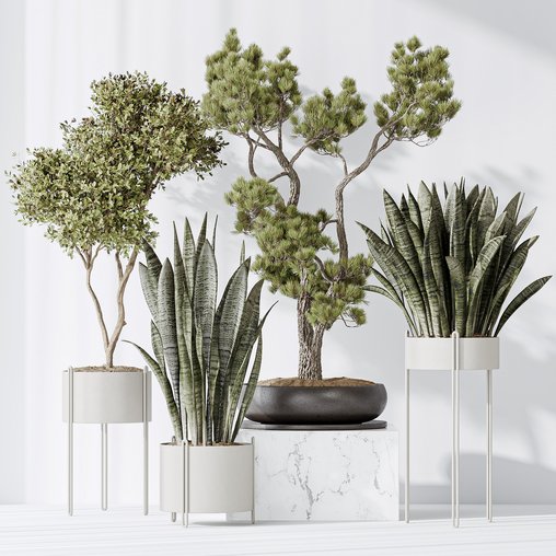 Indoor plant set 22